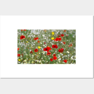 wild flowers and poppys Posters and Art